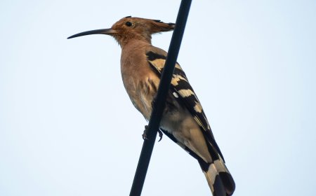 The Rise of AI-Generated Content: What You Need to Know