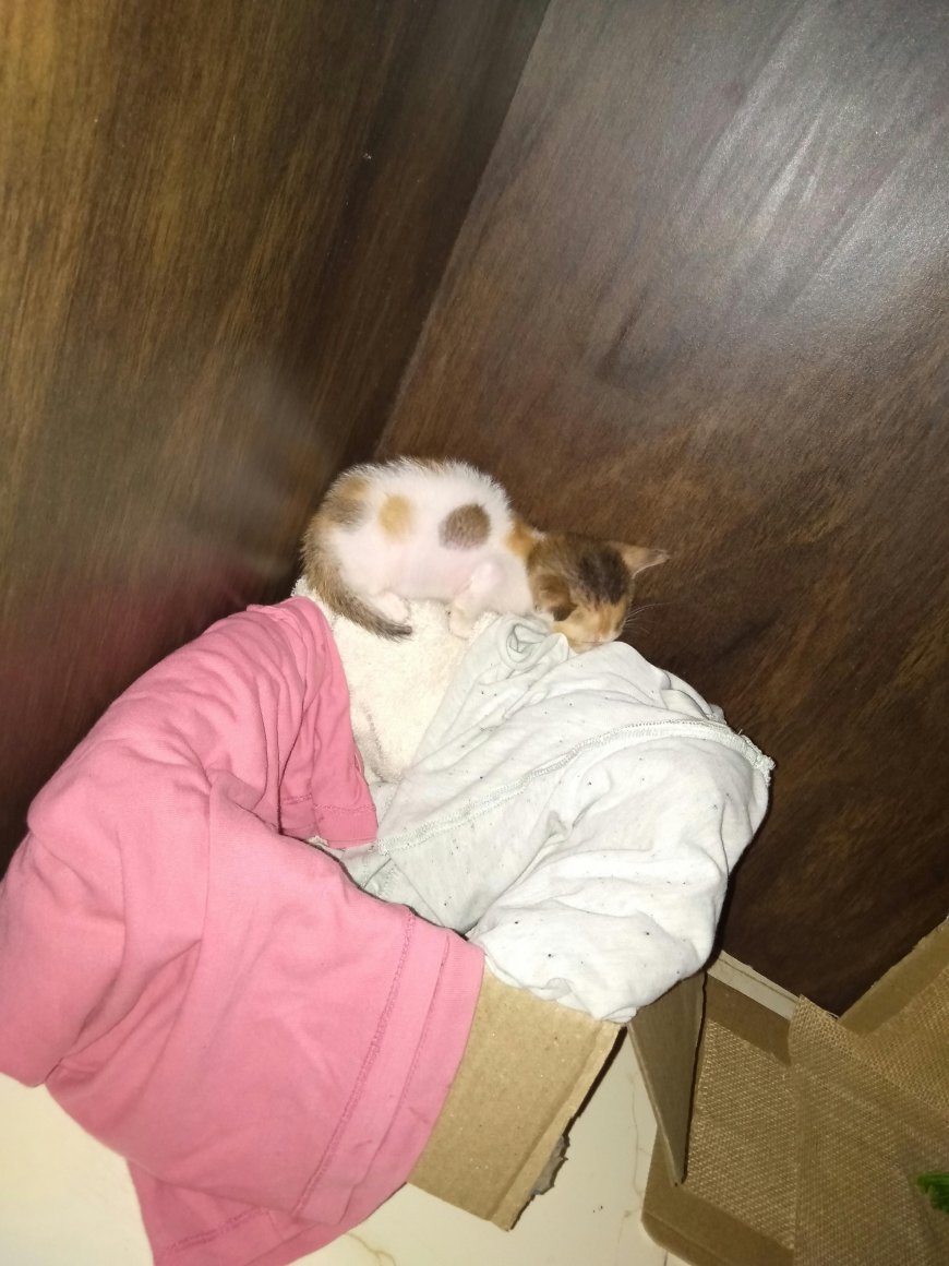 Is Bitcoin Still a Good Investment in 2025?